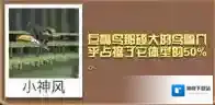 疯狂动物园巨嘴鸟