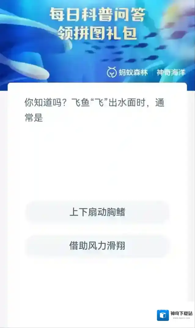 支付宝胸鳍